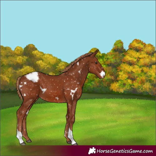 Horse Color:White Spotted Chestnut Tobiano Appaloosa 