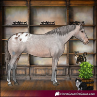 Horse Color:Bay Tobiano Appaloosa 