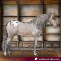 Horse Color:Bay Tobiano Appaloosa 