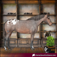 Horse Color:Bay Tobiano Appaloosa