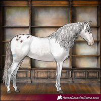 Horse Color:Bay Tobiano Appaloosa 