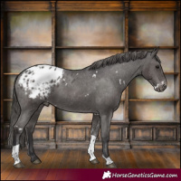 Horse Color:White Spotted Smoky Black Tobiano Appaloosa 