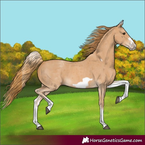 Horse Color:White Spotted Chestnut Sabino Frame 