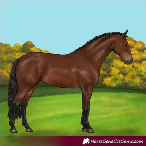 Horse Color:Gray Bay 