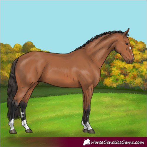 Horse Color:Bay 