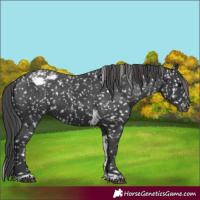Horse Color:Black Tobiano Snowflake Varnish