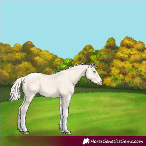 Horse Color:Cremello Dun Tobiano