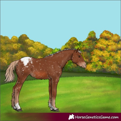 Horse Color:Chestnut Tobiano Snowcap