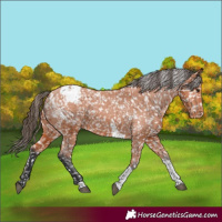 Horse Color:Bay Tobiano Appaloosa 