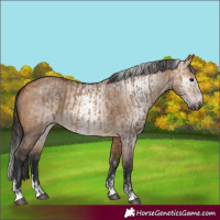 Horse Color:Bay Dun  and Gray Bay Dun 