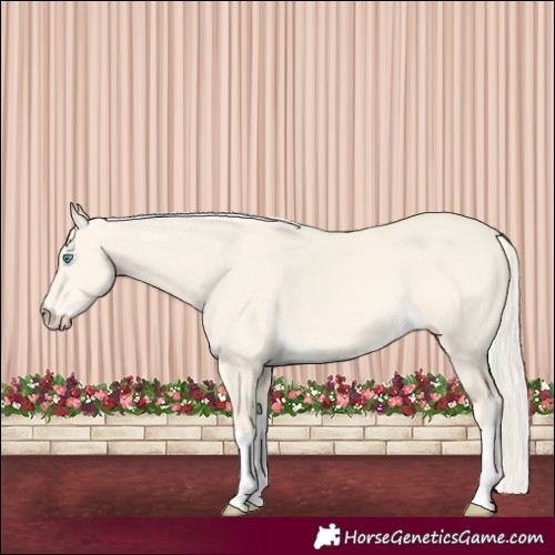 Horse Color:Cremello Dun Tobiano