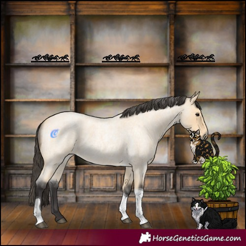 Horse Color:Buckskin Roan Tobiano