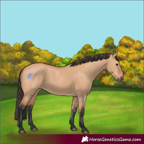 Horse Color:Bay Dun 