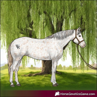 Horse Color:Chestnut Tobiano Appaloosa