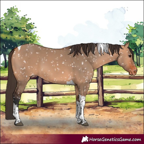 Horse Color:Bay Dun Tobiano Appaloosa 