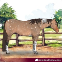 Horse Color:Bay Dun Tobiano Appaloosa 