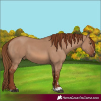 Horse Color:Red Dun 