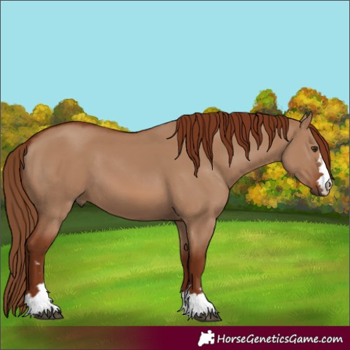 Horse Color:Red Dun 