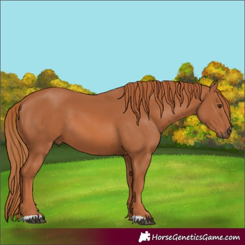 Horse Color:Chestnut 