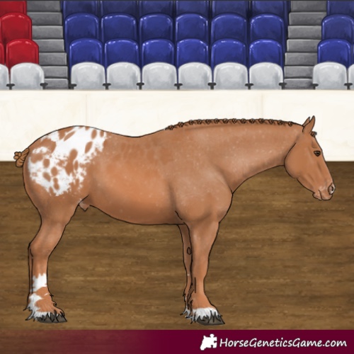 Horse Color:Chestnut Appaloosa 