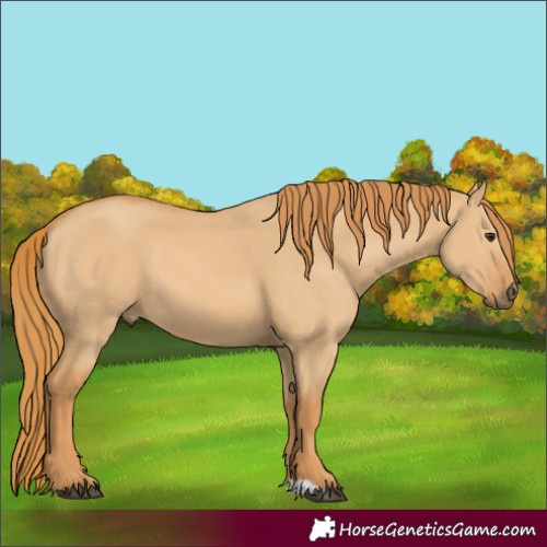 Horse Color:Red Dun 