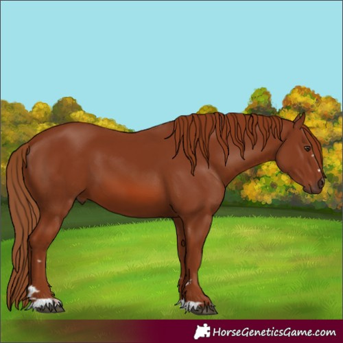 Horse Color:Chestnut 