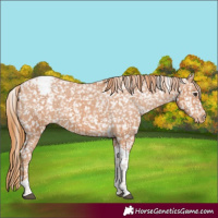 Horse Color:Chestnut Tobiano Appaloosa 
