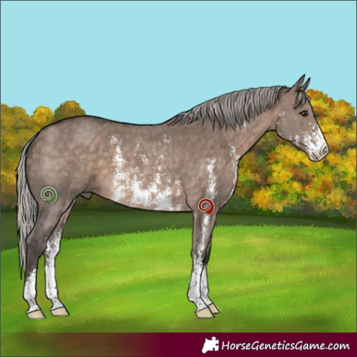 Horse Color:Silver Brown Dun Sabino