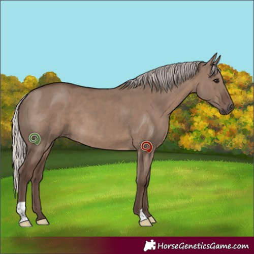 Horse Color:Silver Grullo