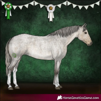 Horse Color:White Spotted Silver Smoky Grullo Roan Rabicano