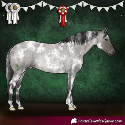 Horse Color:White Spotted Smoky Grullo Roan Rabicano 
