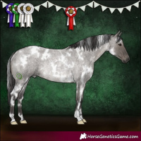 Horse Color:White Spotted Smoky Grullo Roan Rabicano