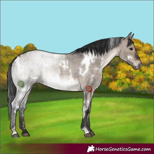 Horse Color:White Spotted Brown Roan Dun Rabicano 