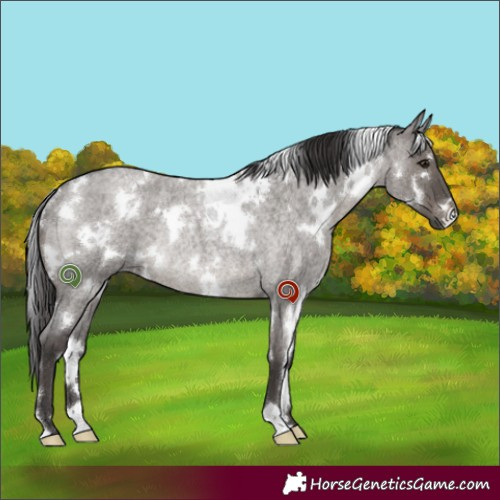 Horse Color:White Spotted Smoky Grullo Roan Rabicano
