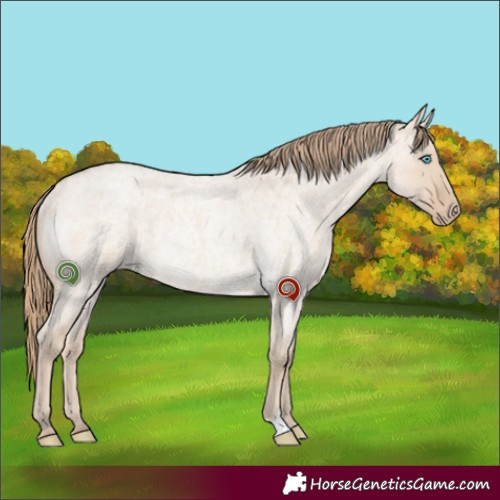 Horse Color:Smoky Creme Roan Dun Rabicano 