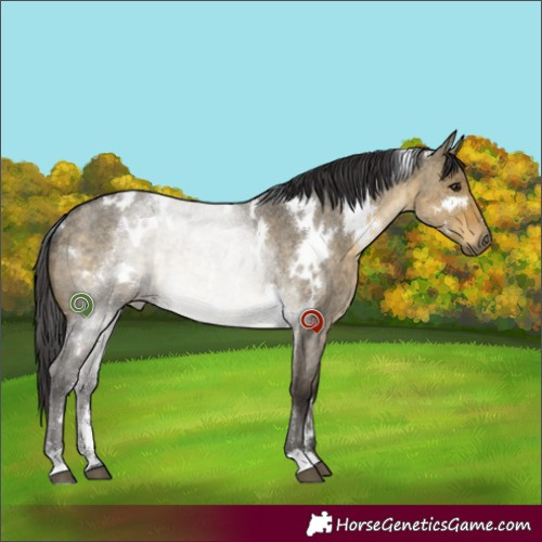 Horse Color:White Spotted Buckskin Roan Dun Rabicano