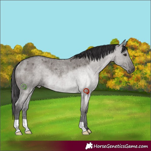 Horse Color:Smoky Grullo Roan Rabicano 