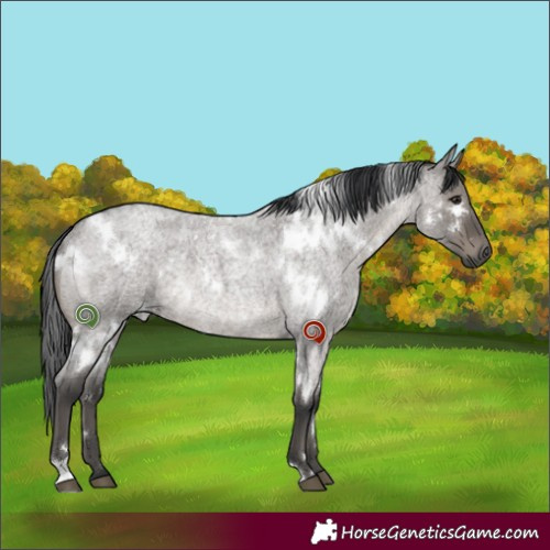 Horse Color:White Spotted Grullo Roan Rabicano 