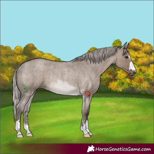 Horse Color:Silver Grullo Roan Rabicano 