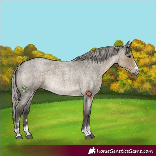 Horse Color:Silver Smoky Grullo Roan Rabicano 