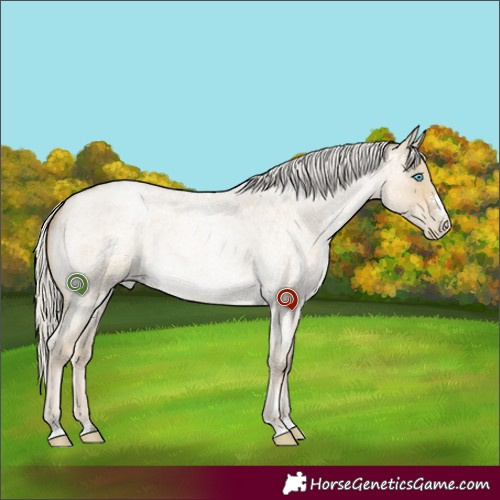 Horse Color:Silver Smoky Grullo Roan Pearl Rabicano 