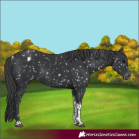 Horse Color:Black Tobiano Snowflake VarnishRabicano