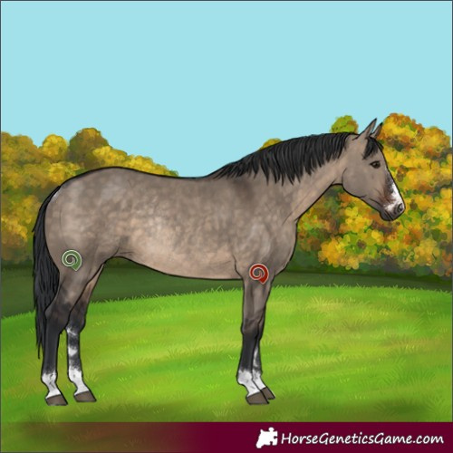 Horse Color:Brown Dun Rabicano 
