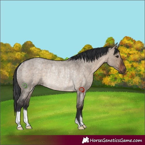 Horse Color:Brown Roan Dun Rabicano