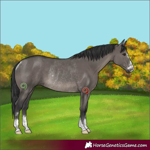 Horse Color:Grullo Rabicano