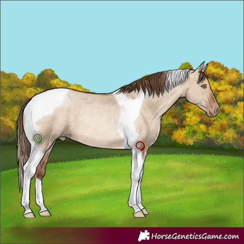 Horse Color:Brown Pearl Dun Tobiano Rabicano