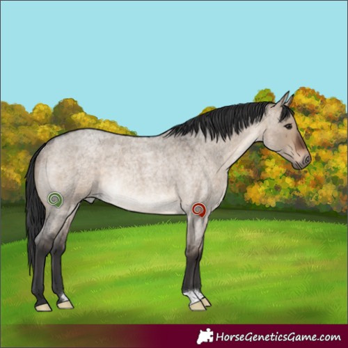 Horse Color:Brown Roan Dun Rabicano 