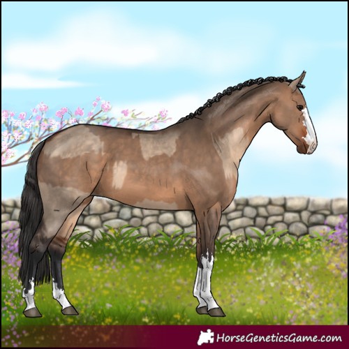Horse Color:Bay Dun  and Bay Dun 
