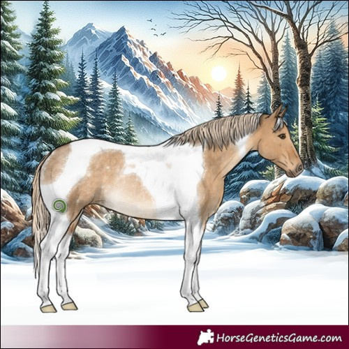 Horse Color:Chocolate Palomino Dun Tobiano Rabicano