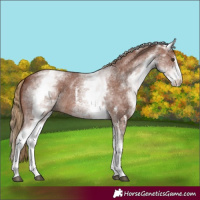 Horse Color:White Spotted Chestnut Sabino 